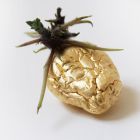 Pomme de terre